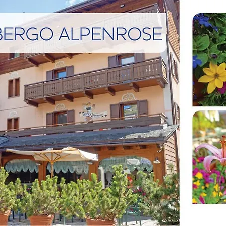 Alpenrose