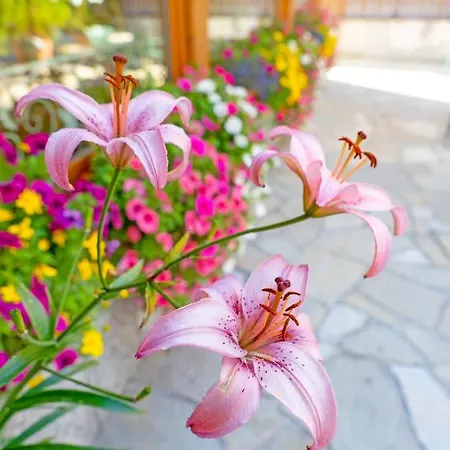 Alpenrose 3* リヴィーニョ