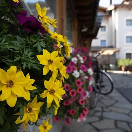 Alpenrose リヴィーニョ